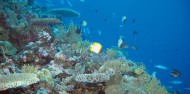 Liveaboard Dive Boat -  Pro Dive image 2