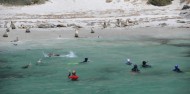 Swim with Sea Lions image 5