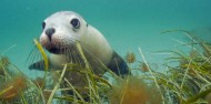 Swim with Sea Lions image 3