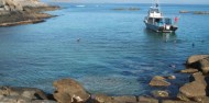 Swim with Sea Lions image 4