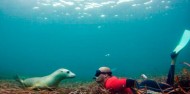 Swim with Sea Lions image 1