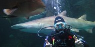 Shark Dive Xtreme - Sydney image 2