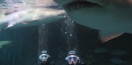 Shark Dive Xtreme - Sydney image 5