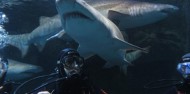 Shark Dive Xtreme - Sydney image 7