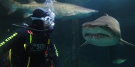 Shark Dive Xtreme - Sydney image 1