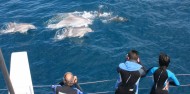 Dolphin Swim - Temptation Sailing image 2