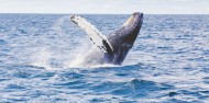 Whale Watching Tour in Cape Byron Marine Reserve - Byron Bay Dive Centre image 5