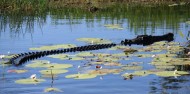 Crocodile at Yellow Water Billabong