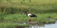 Jabiru bird at Yellow Water Billabong