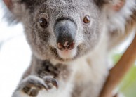 Wild Life Sydney Zoo