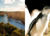 Great Ocean Road & Phillip Island Penguins Combo