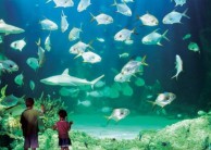 Sydney Sea Life Aquarium