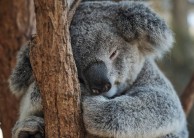 Taronga Zoo Guided Tour - Wild Australia Experience