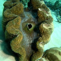 Giant Clam - Great Barrier Reef - Cairns