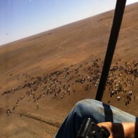 Alex mustering cattle in a heli in the Outback