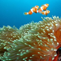 Nemo - famous on the Great Barrier Reef