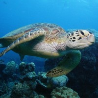 Turtle - GBR! What a dude!