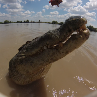 Alex getting up close with crocs on the Jumping Croc Tour!