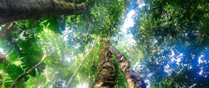 Cape Tribulation Tours - Cape Trib Connections