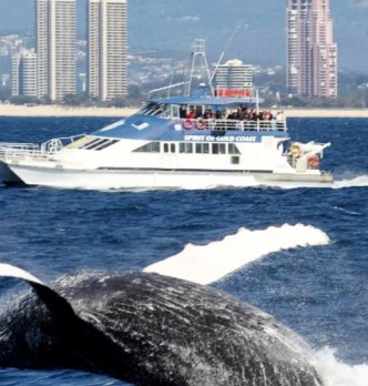 Coast Whale Watching Tours