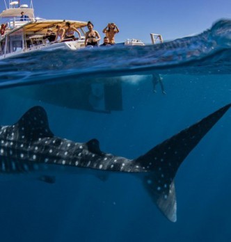 Exmouth & Ningaloo Reef Whale Watching Tours