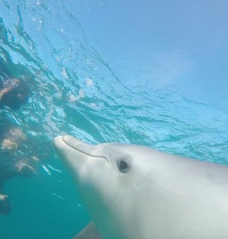 Dolphin Swim
