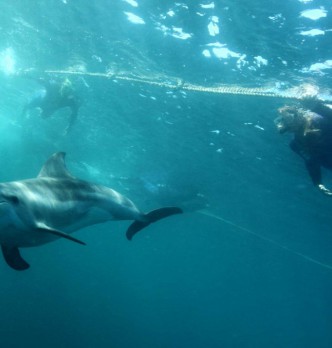 Dolphin Swim