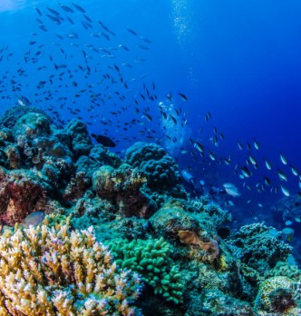 Scuba Diving & Snorkelling