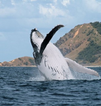 Byron Bay Whale Watching Tours