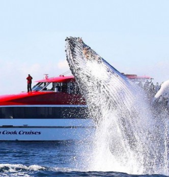 Sydney Whale Watching Tours