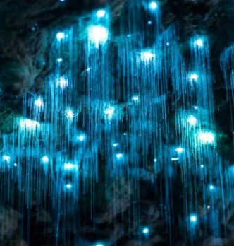Gold Coast Glow Worm & Guided Wildlife Tours