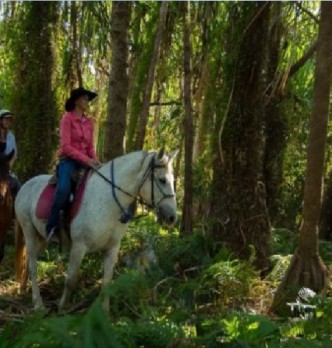 Cairns Horse Riding Tours