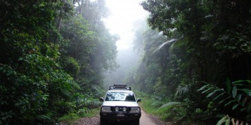 Rainforest Tours - Wait a While - Everything Australia