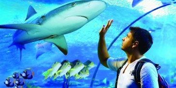 Cairns Aquarium - Everything Australia