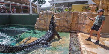 Crocosaurus Cove Big Croc Feed Experience - Everything Australia