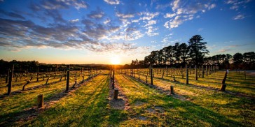 Food & Wine Tour - Mornington Peninsula - Everything Australia