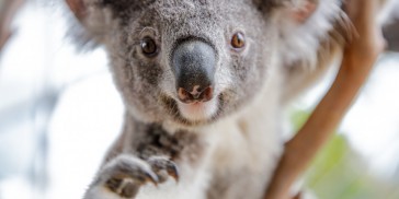 Wild Life Sydney Zoo - Everything Australia