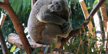 Currumbin Wildlife Sanctuary - Everything Australia