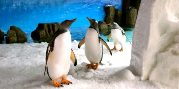 Melbourne Sea Life Aquarium - Everything Australia