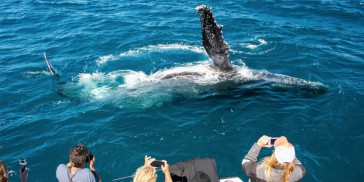 Whale Watching - Ocean Eco Adventures - Everything Australia