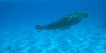 Ningaloo Reef Wildlife Discovery Cruise - Everything Australia