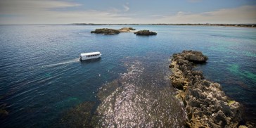 Penguin Island - Dolphins, Penguins & Sea Lion Cruise - Everything Australia