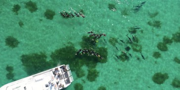 Dolphin Swim - Swim with Wild Dolphins - Everything Australia