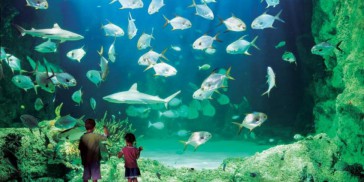 Sydney Sea Life Aquarium - Everything Australia