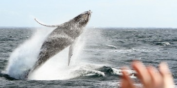 Whale Watching - Spirit of Gold Coast Whale Watching - Everything Australia