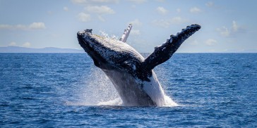 Whale Watching - Captain Cook Cruises - Everything Australia
