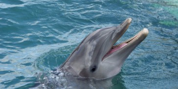 Port Stephens Dolphin Cruise & 4WD Tour - Everything Australia