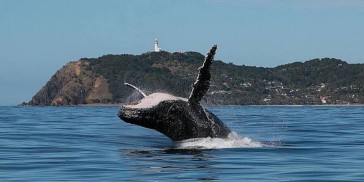 Whale Watching Tour in Cape Byron Marine Reserve - Byron Bay Dive Centre - Everything Australia
