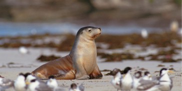 Kangaroo Island Tour - Everything Australia
