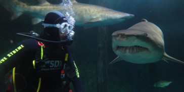 Shark Dive Xtreme - Sydney - Everything Australia